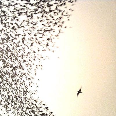 Wilco - Sky Blue Sky (2LP Vinyl) - Happy Valley